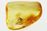 Fossil True Bug Nymph (Heteroptera) In Baltic Amber #352800-1
